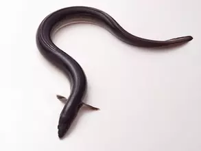 媚薬ってどこまできくの？