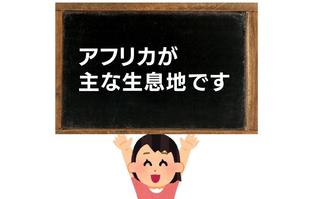 【スリーヒントクイズ Vol.5】3つのヒントから連想する動物は？