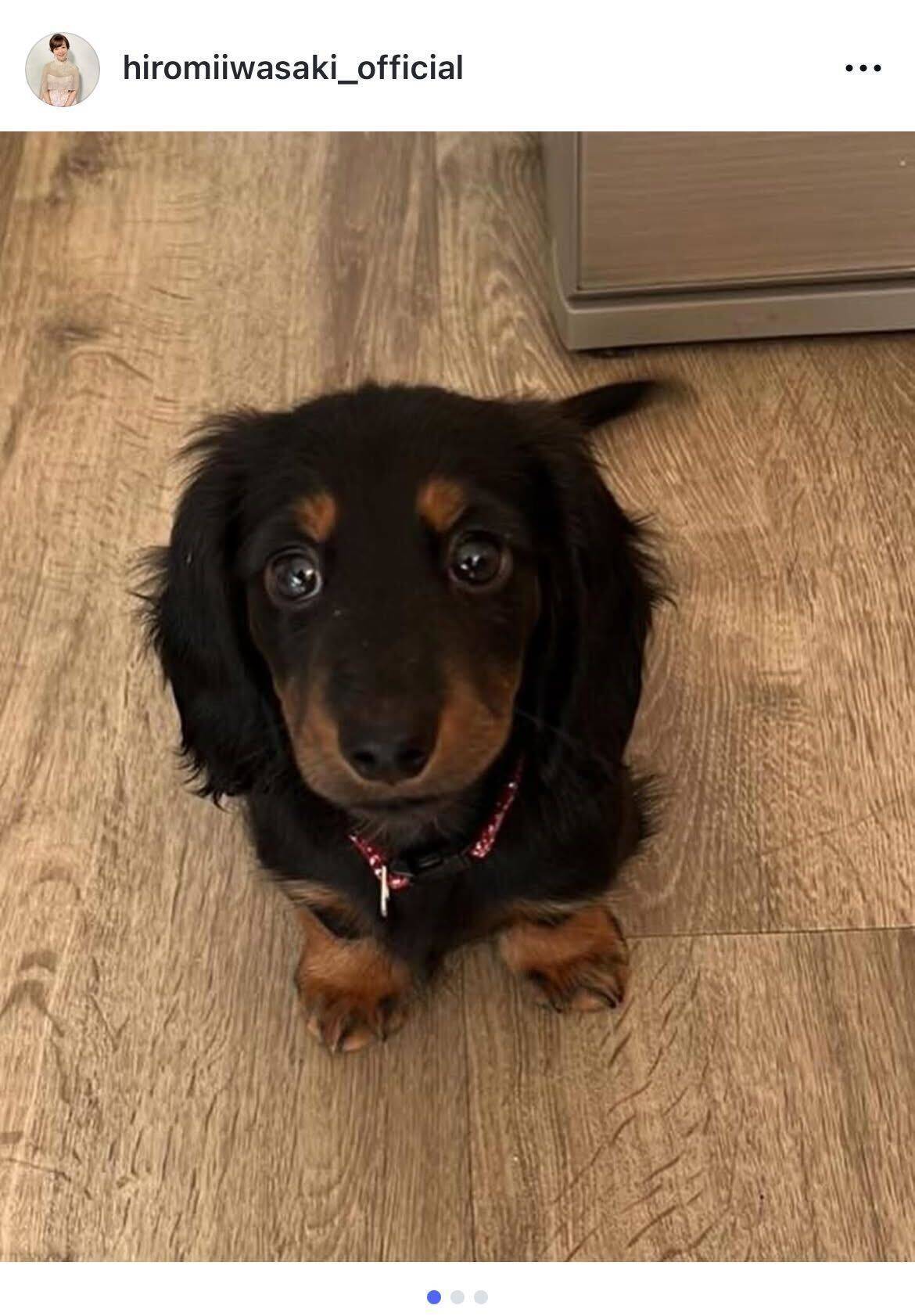 岩崎宏美、愛犬シンバの3歳誕生日を手作り肉料理で祝福「ずっとずっと元気で居てね」