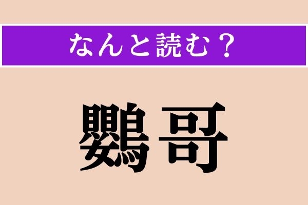 【難読漢字】「鸚哥」正しい読み方は？ カラフルな生き物です