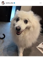 蓮舫氏の愛犬「うるる」が永眠　突然の心肺停止で虹の橋へ