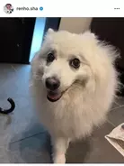 蓮穗心愛的狗狗烏魯魯因突發心臟驟停去世，去了彩虹橋。