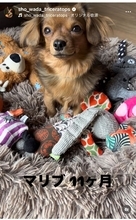 和田唱、愛犬マリブが生後11ヶ月に「うちに来て9か月、早いなぁ」 成長ショットを投稿