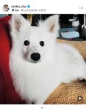 蓮舫氏、新しい日本スピッツとの出会いを報告「ご縁だと思いました」