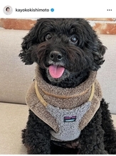 岸本加世子、愛犬の定期健診を報告　10歳9か月の殿くんの健康状態を公開