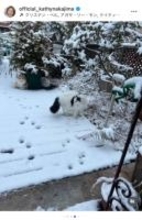 キャシー中島、雪の東京で猫たちと孫娘が雪遊びを満喫