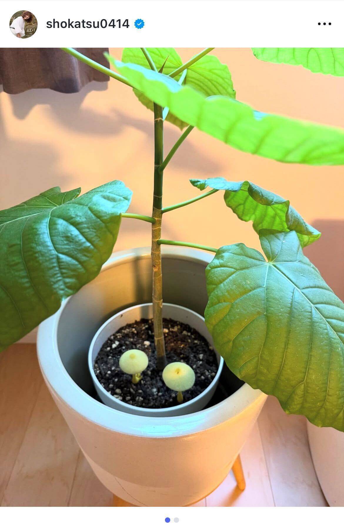 「土からキノコが！」 亜希が驚きの体験　三連休明けに見つけた“癒やしの生命”