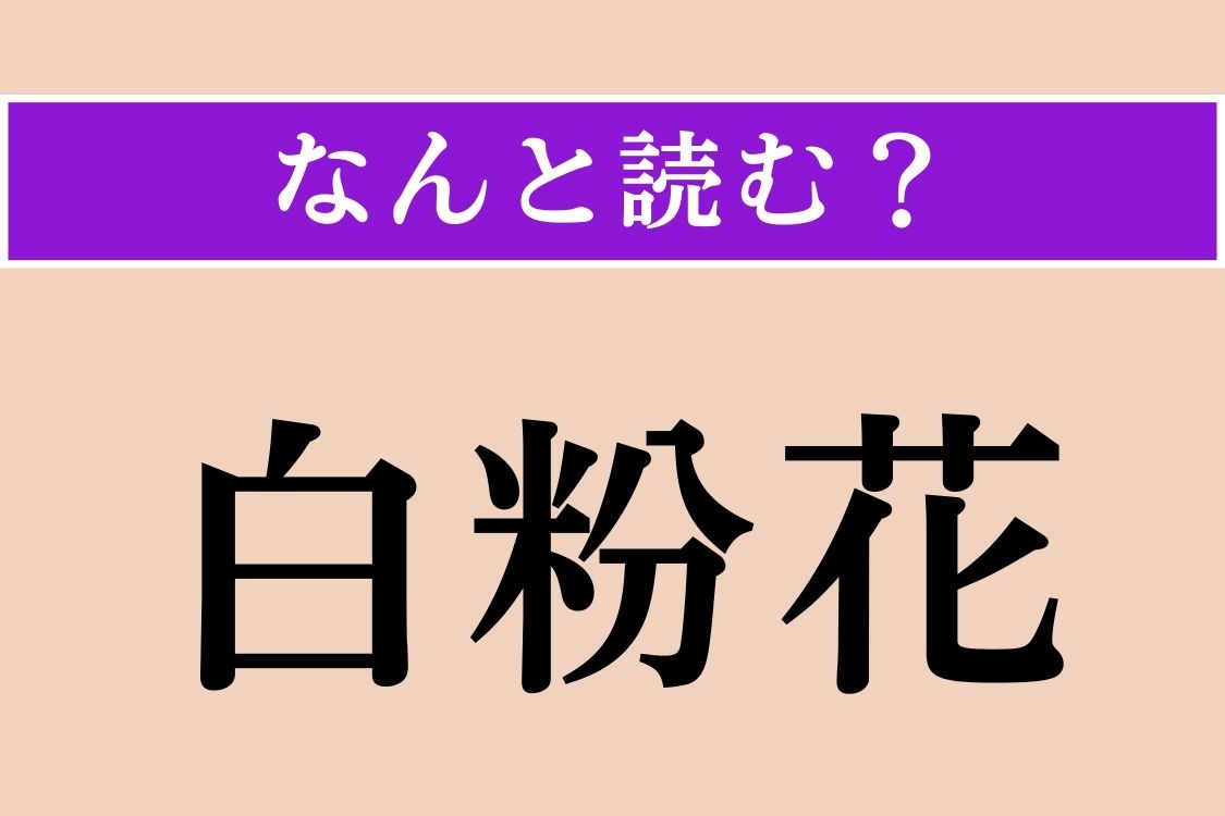 【難読漢字】「白粉花」正しい読み方は？ 夕方に開花することから「夕化粧」とも呼ばれる多年草です
