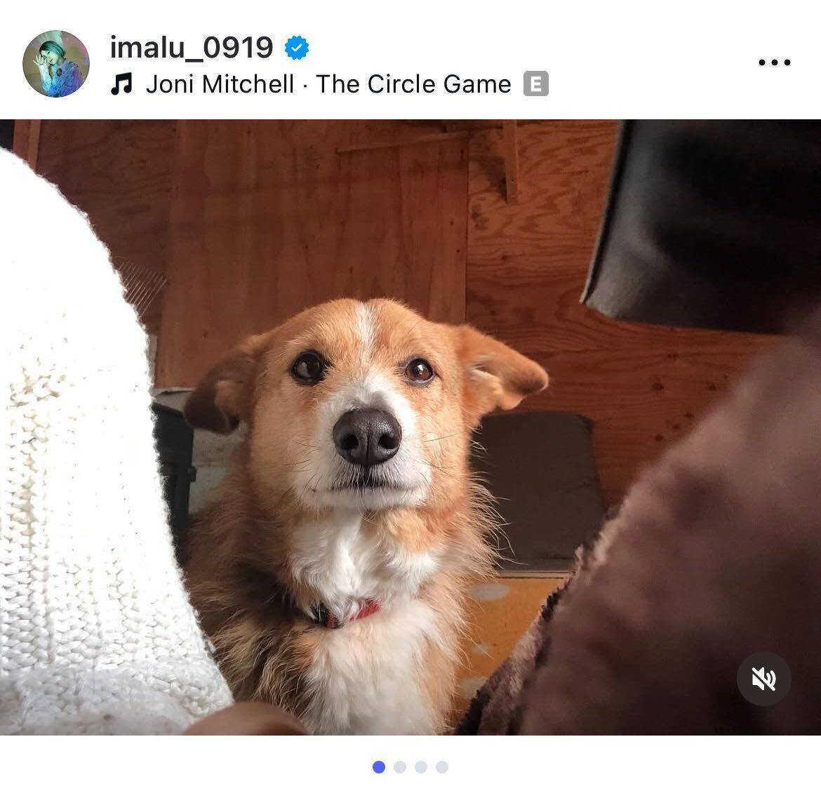 IMALU、同居犬アンバーとの別れを報告「最後は苦しまず眠るように」