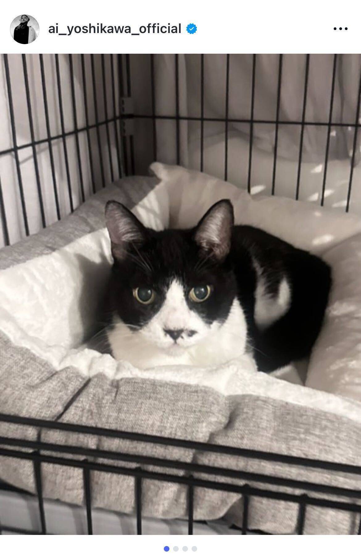 女優・吉川愛、愛猫レグの死去を報告「心の底から大好きで大好き」