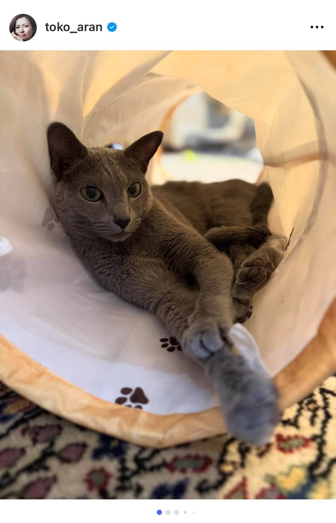 安蘭けい、愛猫てんの7歳誕生日を祝福「人間なら40代半ばの渋い大人」