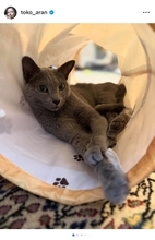 安蘭けい、愛猫てんの7歳誕生日を祝福「人間なら40代半ばの渋い大人」