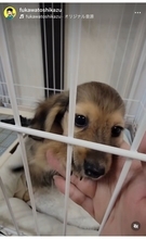 布川敏和、新しく迎えた子犬チャイのしつけ奮闘記を報告「お利口さんで賢い子」