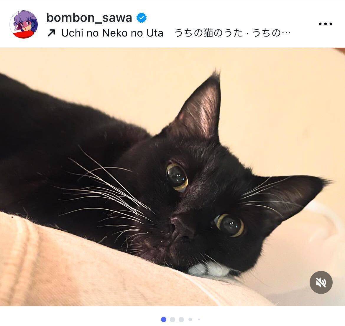 鈴木砂羽、愛猫メルシィの12歳誕生日を祝福「相変わらずのツンなレディぶりにメロメロ」