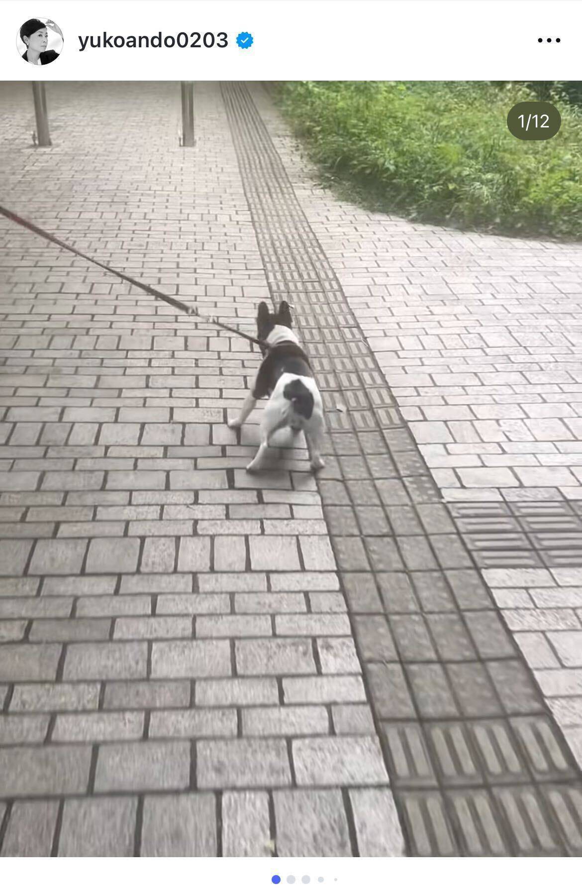 安藤優子、亡き愛犬リンを想い朝の散歩へ「さすがに泣けてしまった」