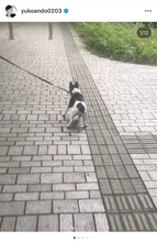 安藤優子、亡き愛犬リンを想い朝の散歩へ「さすがに泣けてしまった」