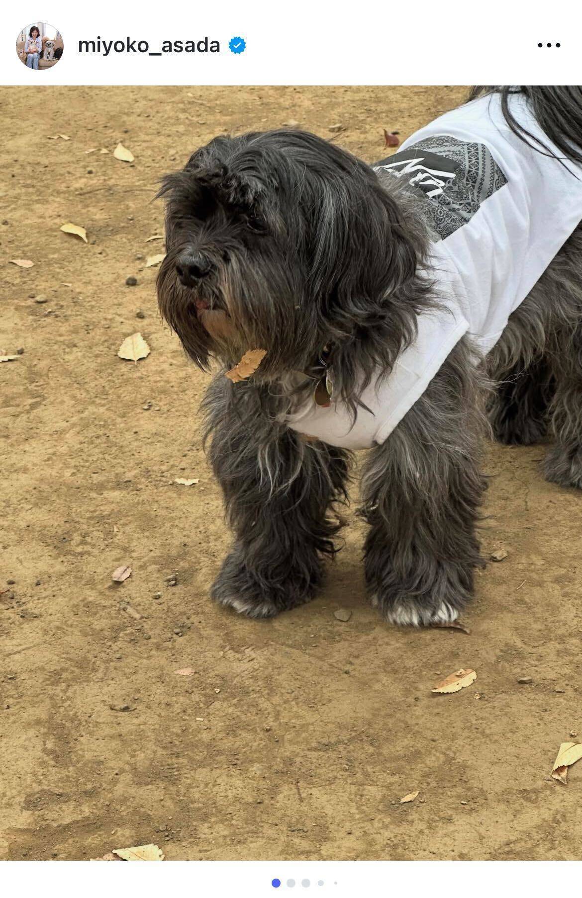 浅田美代子、多頭飼育崩壊から迎えた愛犬の成長を報告「久しぶりにドッグランへ」