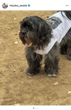 浅田美代子、多頭飼育崩壊から迎えた愛犬の成長を報告「久しぶりにドッグランへ」