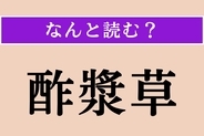 【難読漢字】「酢漿草」正しい読み方は？ 春から秋に黄色の花を咲かせる植物です