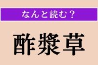 【難読漢字】「酢漿草」正しい読み方は？ 春から秋に黄色の花を咲かせる植物です