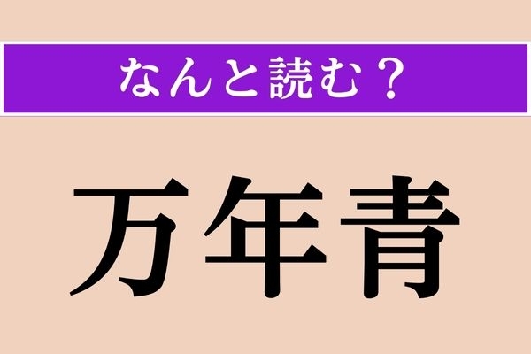 【難読漢字】「万年青」正しい読み方は？ 縁起がいいとされる植物です