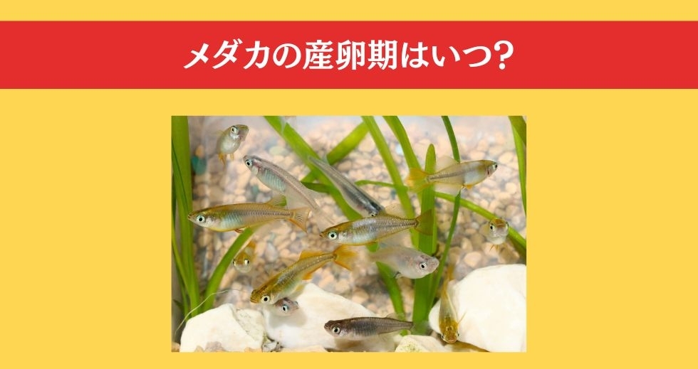 大人ならわかる？ 小学校の「理科」問題＜Vol.60＞