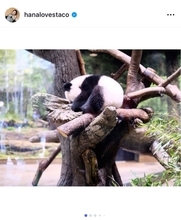 双子パンダ「シャオシャオ」「レイレイ」明日旅立ち　はな「毛玉から元気に成長」