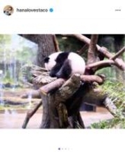 双子パンダ「シャオシャオ」「レイレイ」明日旅立ち　はな「毛玉から元気に成長」