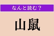 【難読漢字】「山鼠」正しい読み方は？ 冬眠する動物です