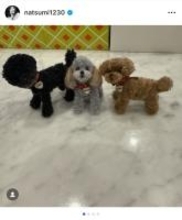 小川菜摘、ファンからの心温まるプレゼントに感動　モール人形で再現した歴代愛犬に「そっくり」