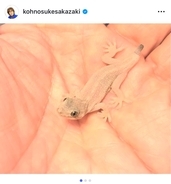 THE ALFEE・坂崎幸之助、ニホンヤモリの冬越し状況を報告　室内飼育で順調な成長