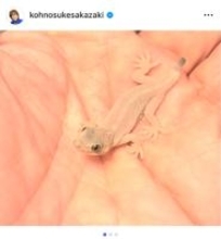 THE ALFEE・坂崎幸之助、ニホンヤモリの冬越し状況を報告　室内飼育で順調な成長