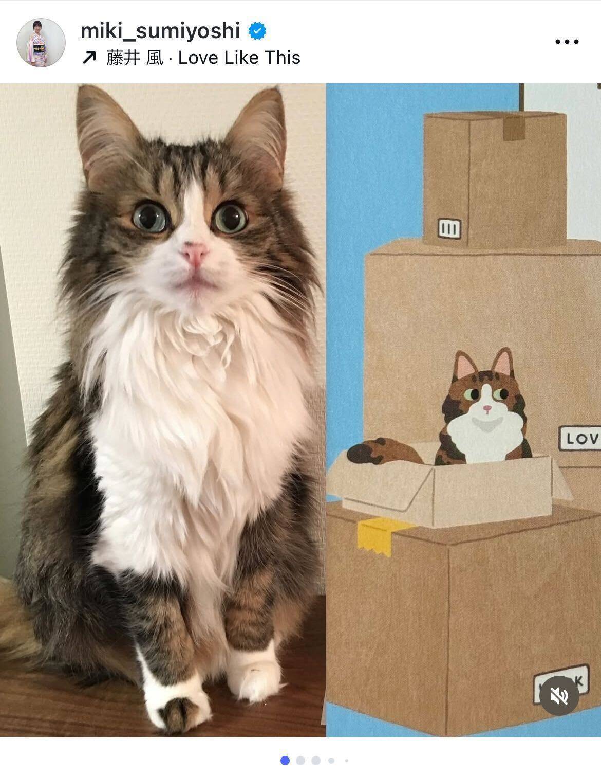 住吉美紀、愛猫さとみを描いた表紙に感動「泣きました」 書籍『50歳の棚卸し』3刷重版