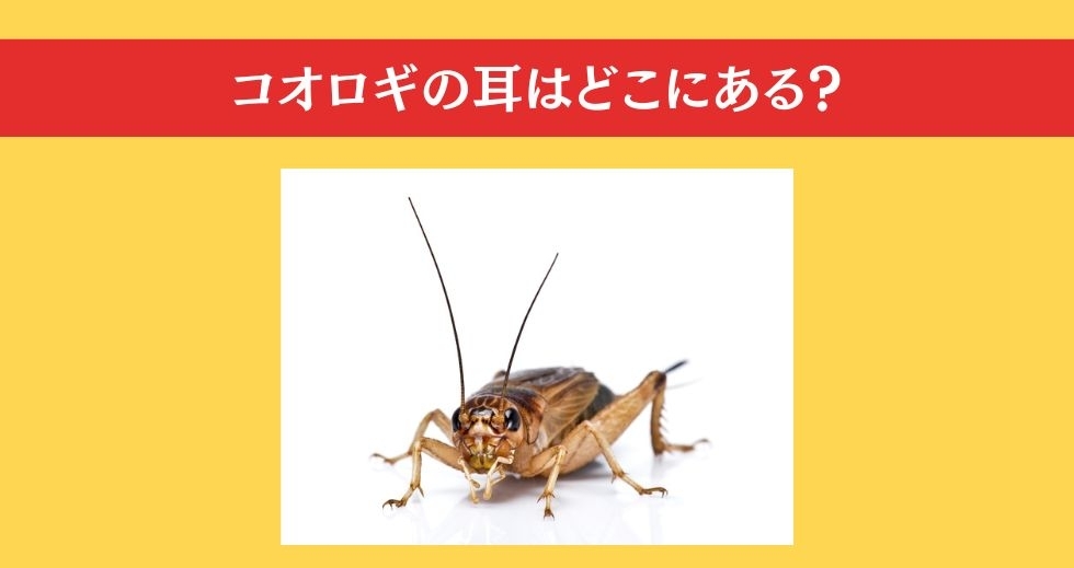 大人ならわかる？ 小学校の「理科」問題＜Vol.56＞