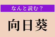 【難読漢字】「向日葵」正しい読み方は？ サービス問題！