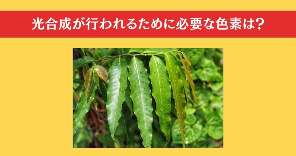 大人ならわかる？ 小学校の「理科」問題＜Vol.65＞