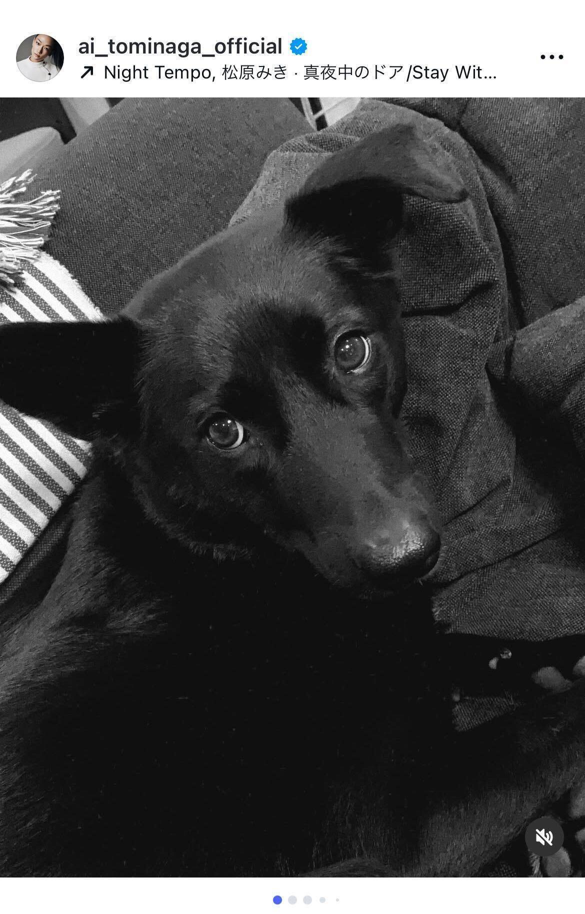 冨永愛が愛犬ベルの旅立ちを報告「最後の時間を一緒に過ごせて良かった」