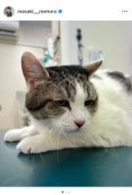 テレ朝・野村真季アナの愛猫プラトン、糖尿病の疑いから回復し健康状態が改善