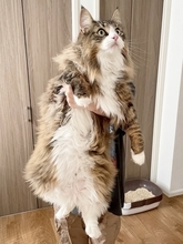 ふわふわ＆どっしり！ 9.2kgノルウェージャンフォレストキャットの良いところ5選