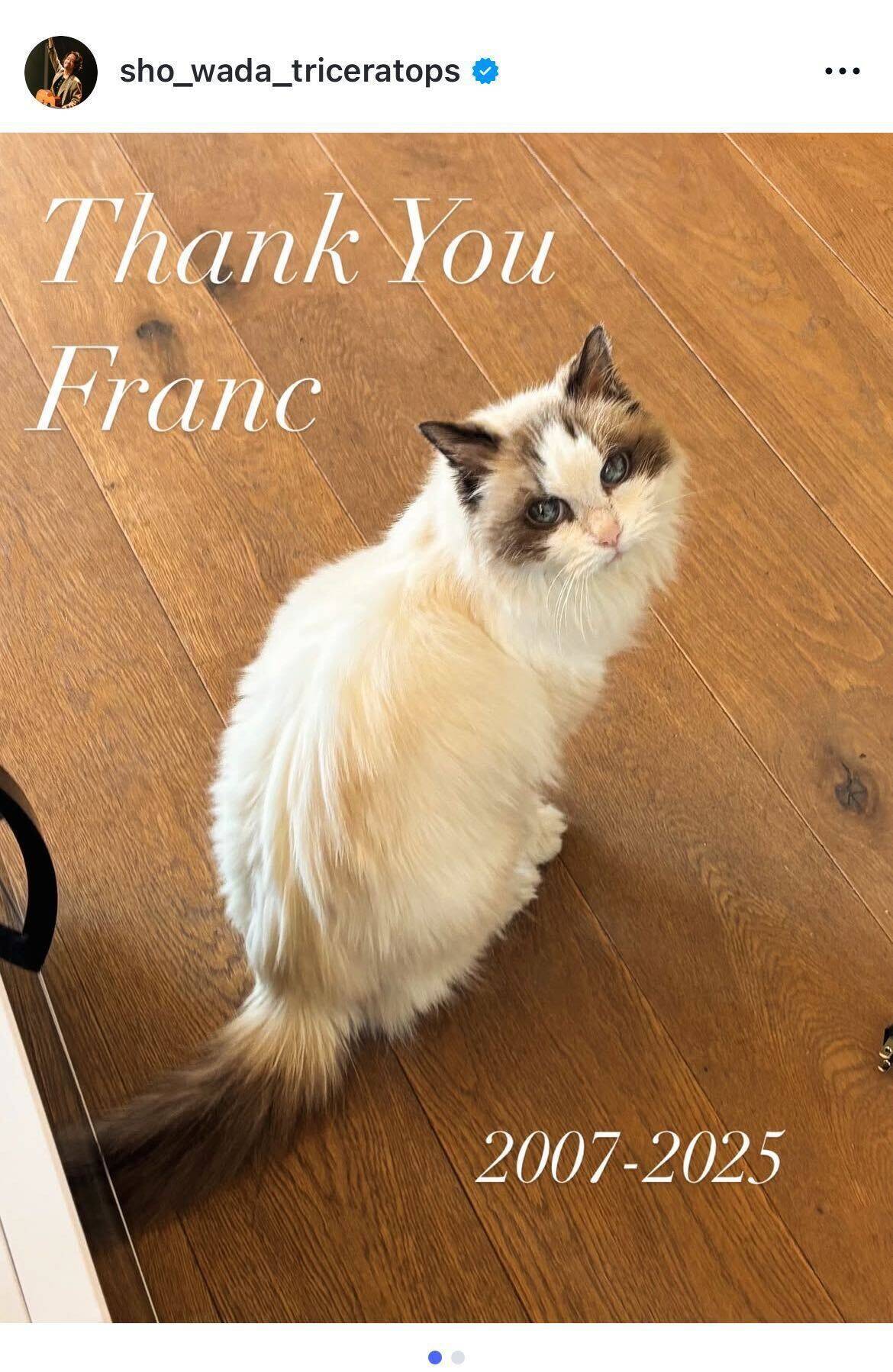 上野樹里の愛猫フランが旅立つ　和田唱「家が静まりかえったよう」と喪失感