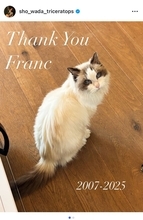 上野樹里の愛猫フランが旅立つ　和田唱「家が静まりかえったよう」と喪失感