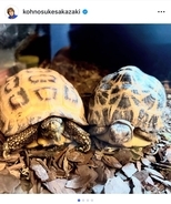 THE ALFEE・坂崎幸之助、希少なカメ2匹をizooに譲渡　繁殖を目指し環境大臣許可得て移動