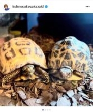 THE ALFEE・坂崎幸之助、希少なカメ2匹をizooに譲渡　繁殖を目指し環境大臣許可得て移動