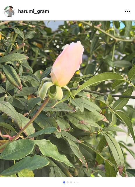 栗原はるみ、待ち続けたバラの開花とNHK「あさイチ」出演への思いを投稿
