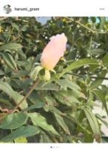 栗原はるみ、待ち続けたバラの開花とNHK「あさイチ」出演への思いを投稿