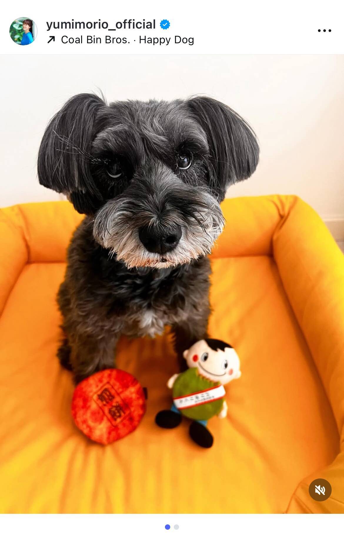 森尾由美、愛犬オレオの12歳誕生日を祝福　シニア犬用ベッドをプレゼント