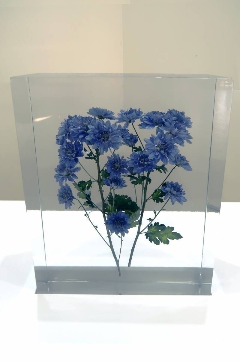 あつ森、花の交配はどれくらい正しいの？  「青いバラ世代」のかはく研究員に聞いてみた