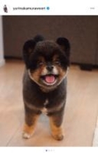 女優・中村ゆり、愛犬の死から1年「時間薬が癒してくれると願う」