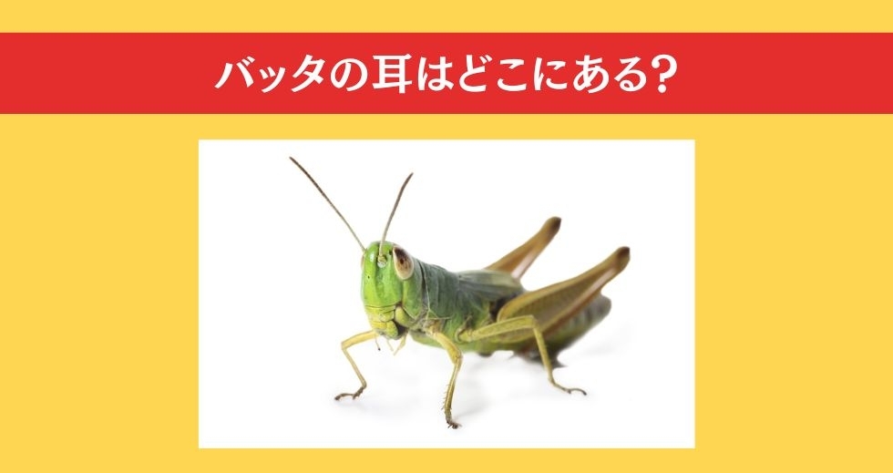 大人ならわかる？ 小学校の「理科」問題＜Vol.46＞