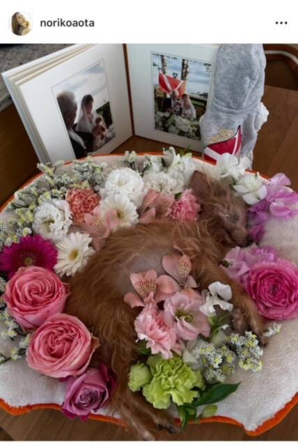 青田典子、愛犬Cherryの死去を報告　15歳10ヶ月で天国へ